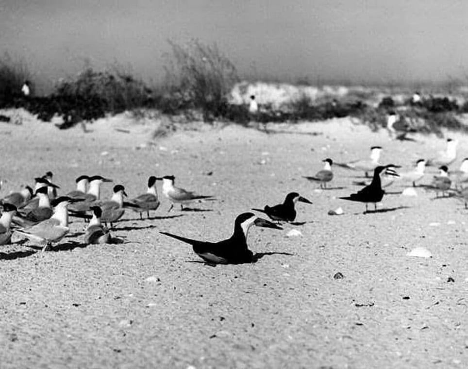 A black and white photo of seagulls on a beach