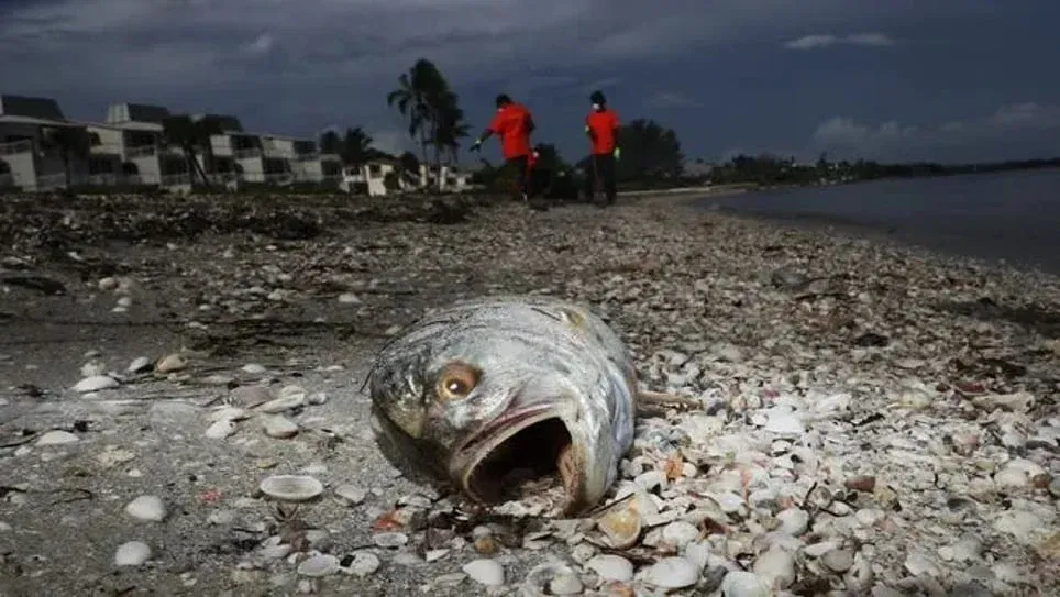 red tide