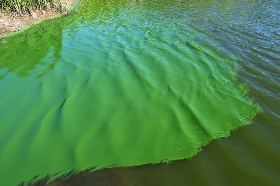 A large amount of green algae is floating on top of a body of water.