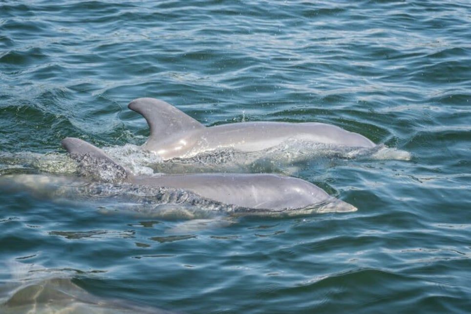 Two dolphins are swimming in the ocean together.