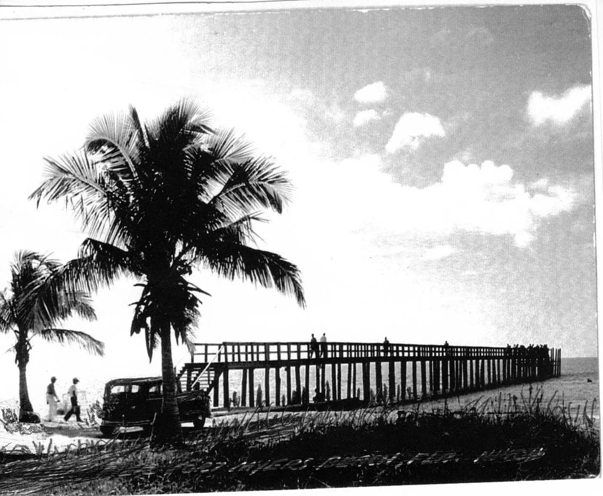 A black and white photo of palm trees and a bridge