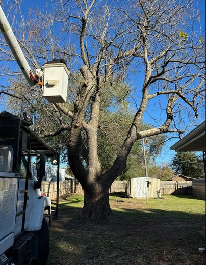 A man is cutting a tree with a crane in a backyard.