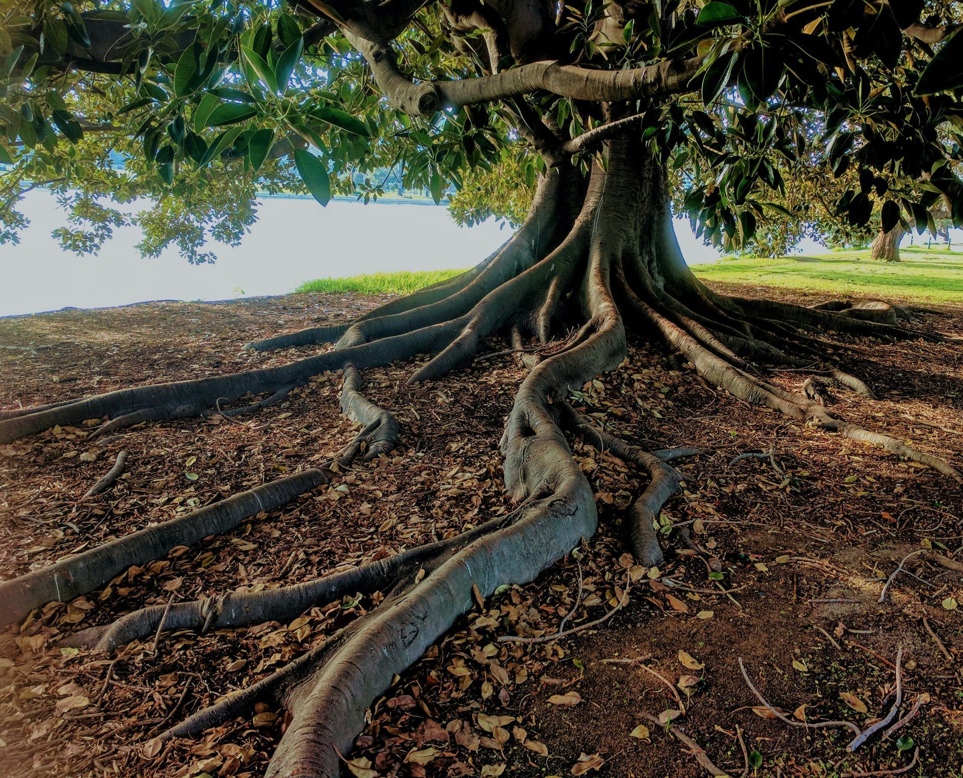 A tree with a lot of roots growing out of the ground