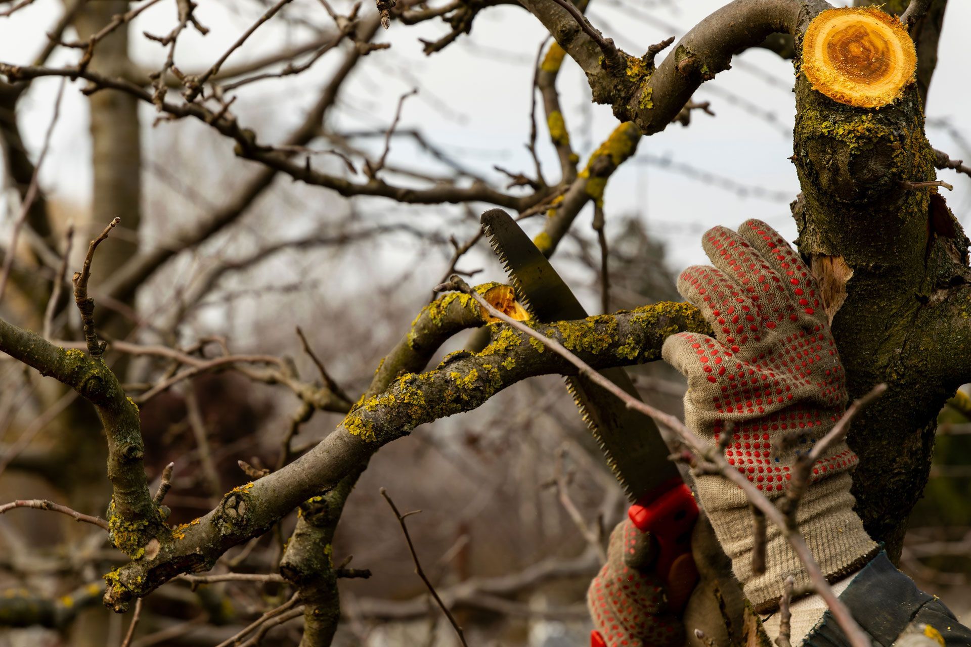 Trimming Tree Branches