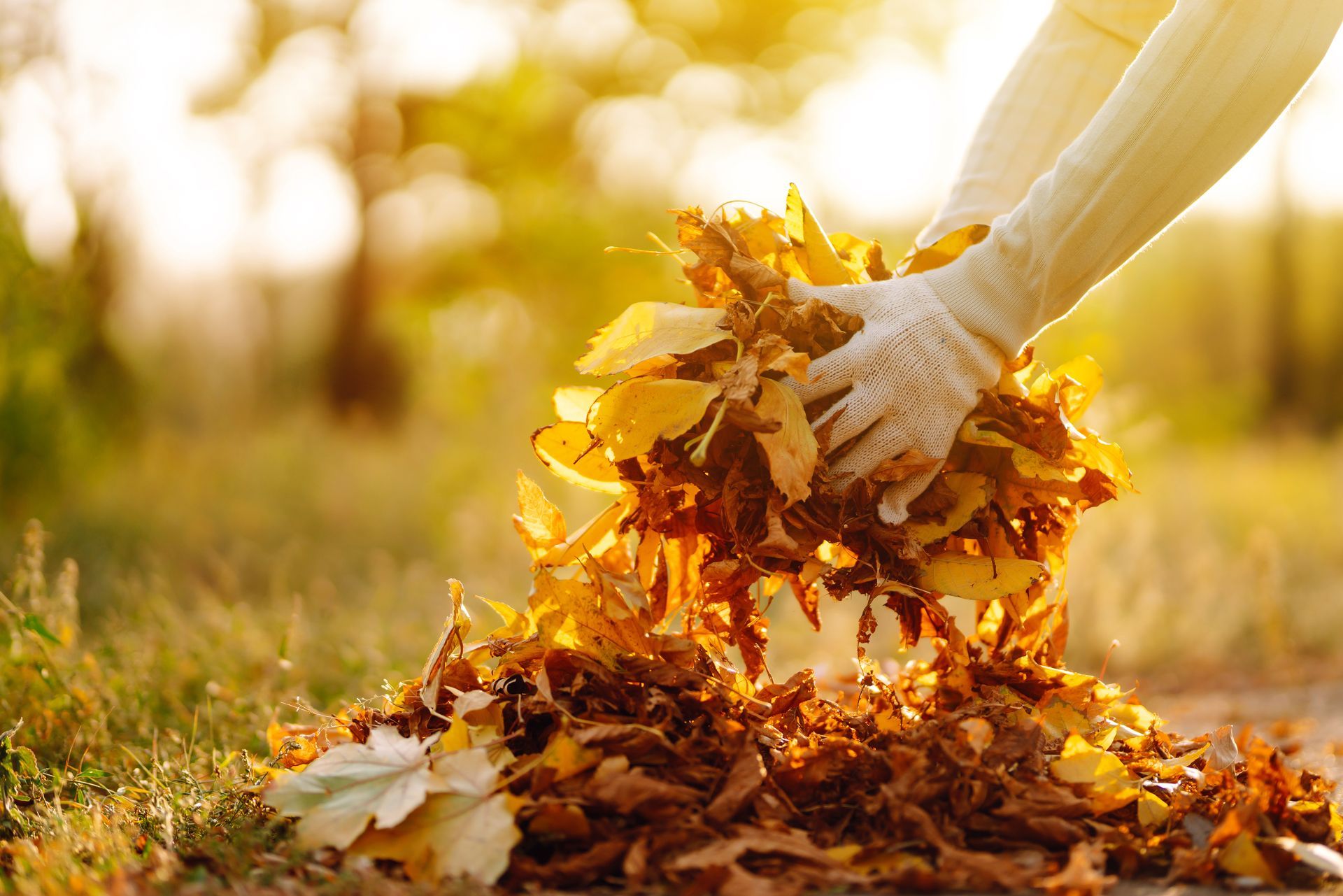 Person is Holding a Pile of Leaves in Their Hands