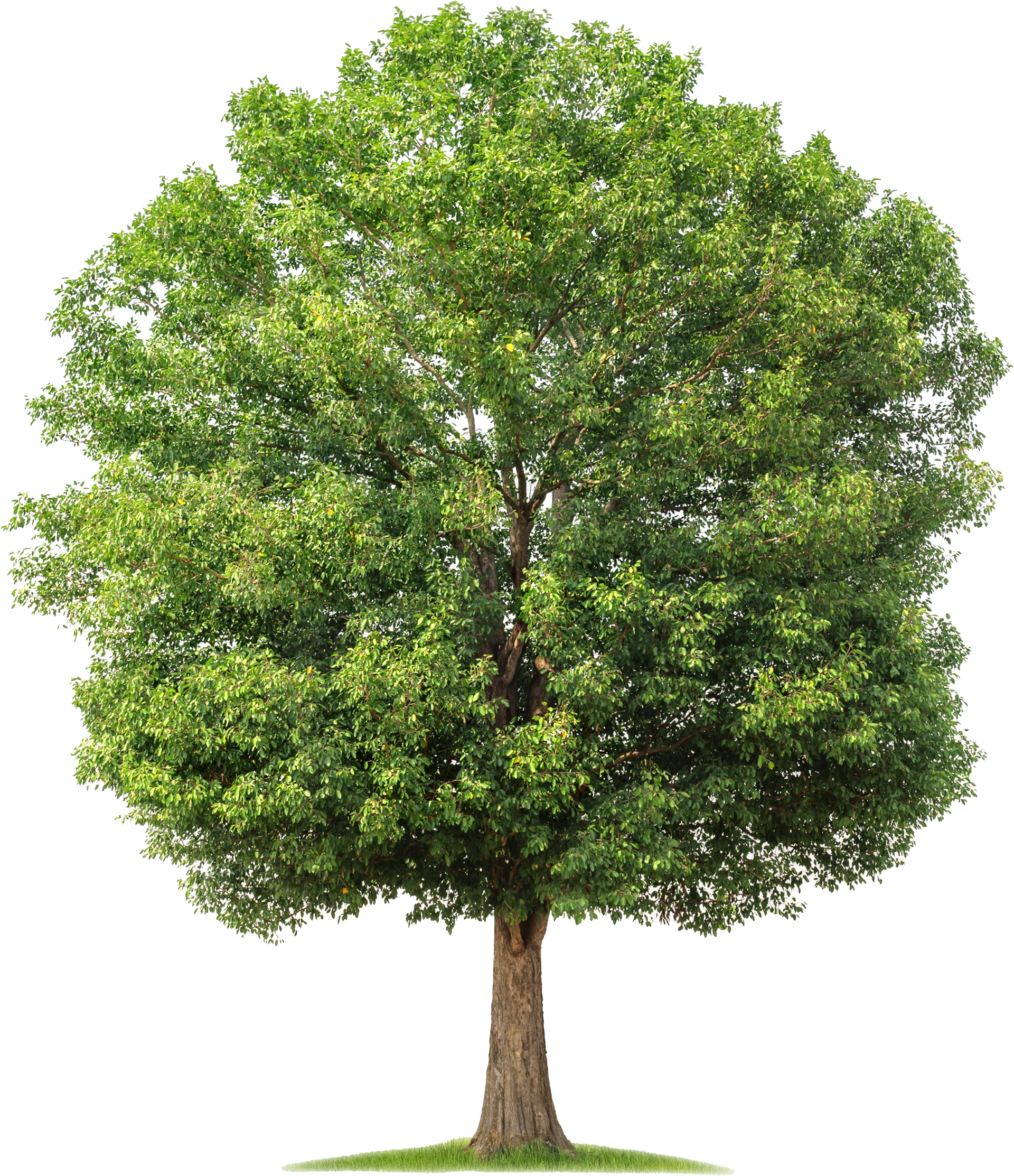 Large Tree with Lots of Leaves