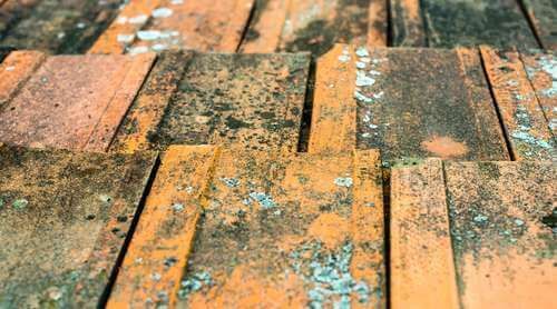 Weathered wooden deck planks with orange and green moss patches.