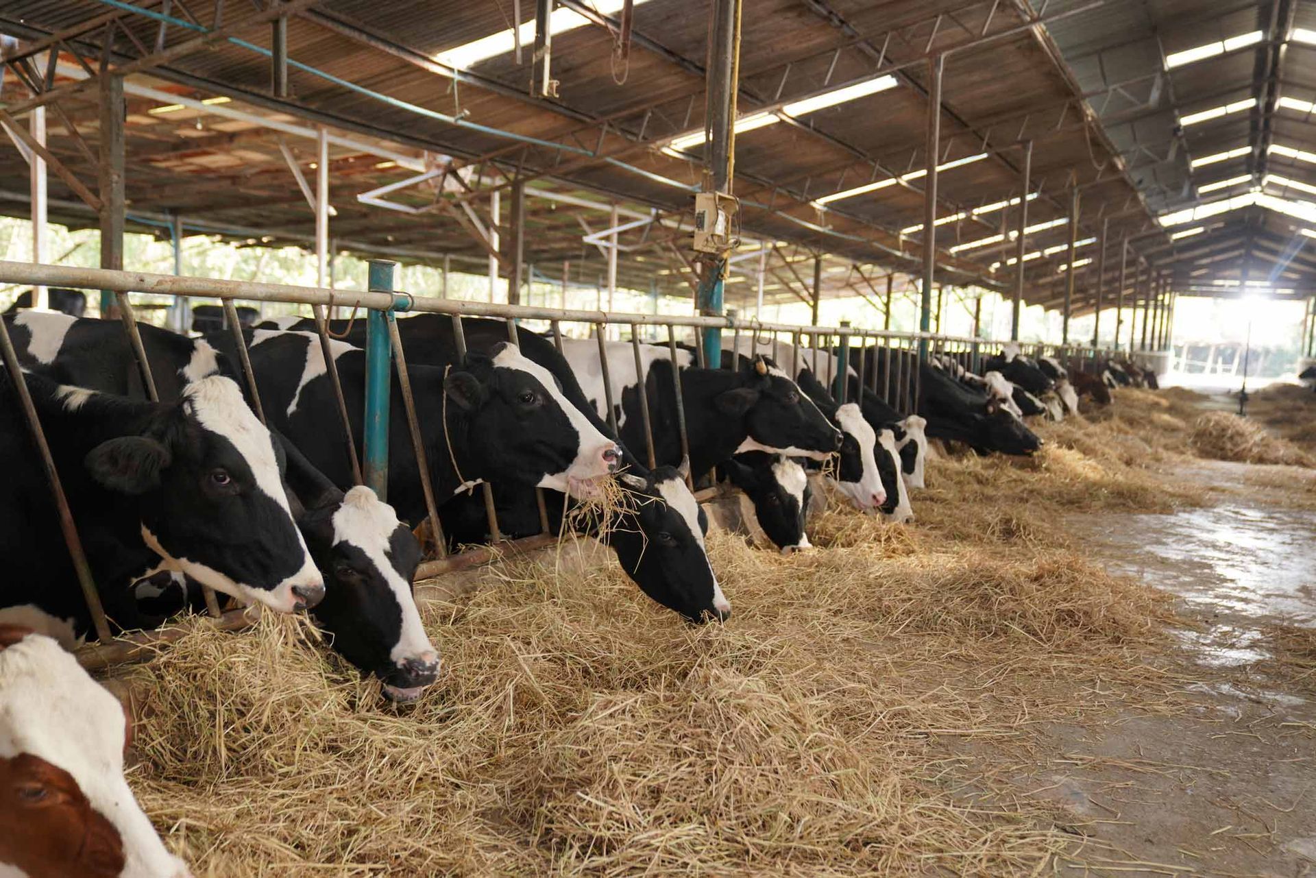 Cow Eating Feeds — Drouin, VIC — Evison Grain Pty Ltd