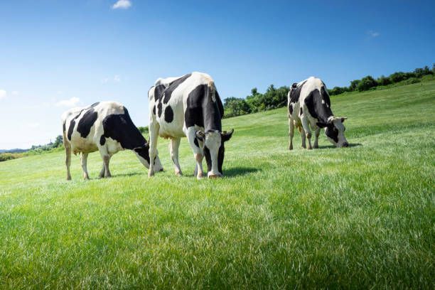 Cow Eating Grass — Drouin, VIC — Evison Grain Pty Ltd