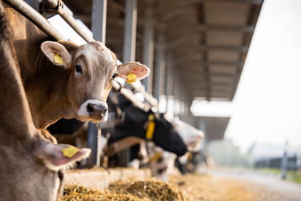 Cow Looking On The Camera — Drouin, VIC — Evison Grain Pty Ltd
