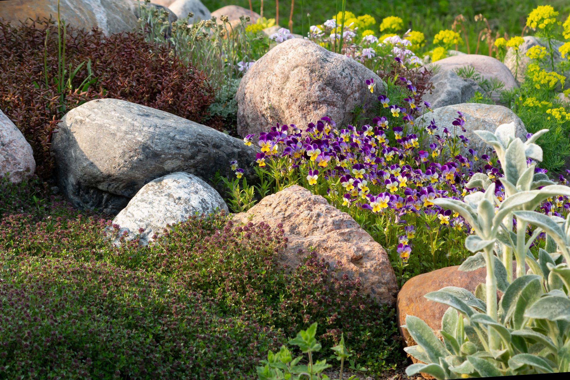 Rock garden with large stones, purple flowers, and green foliage in bright sunlight
