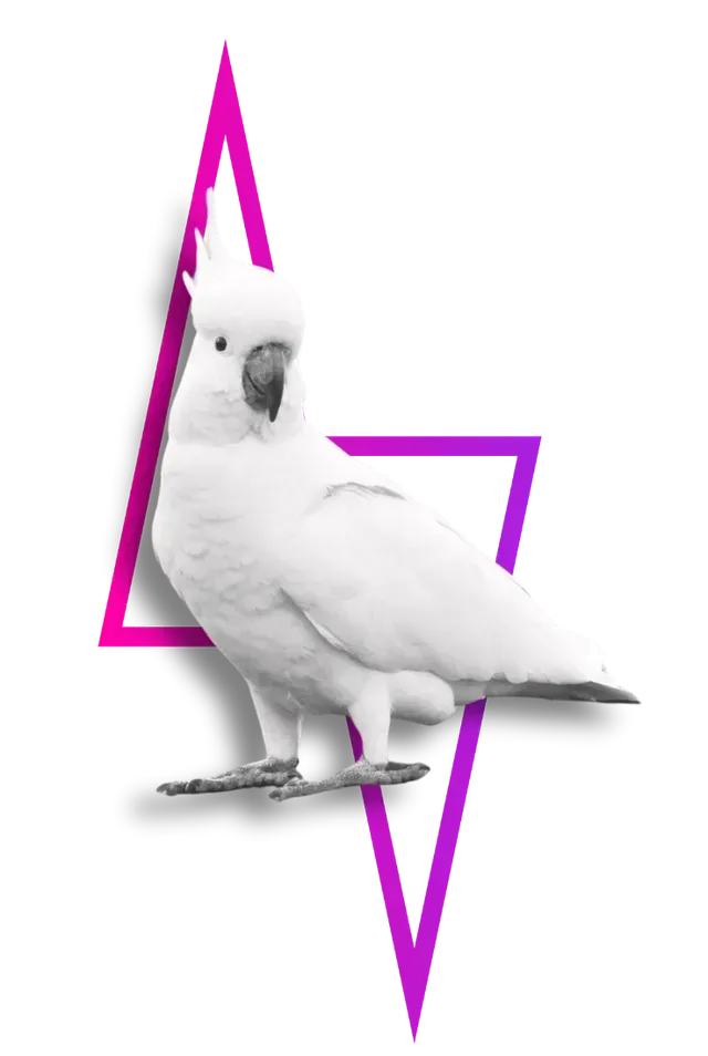 A white cockatoo stands in front of two overlapping magenta triangular shapes.