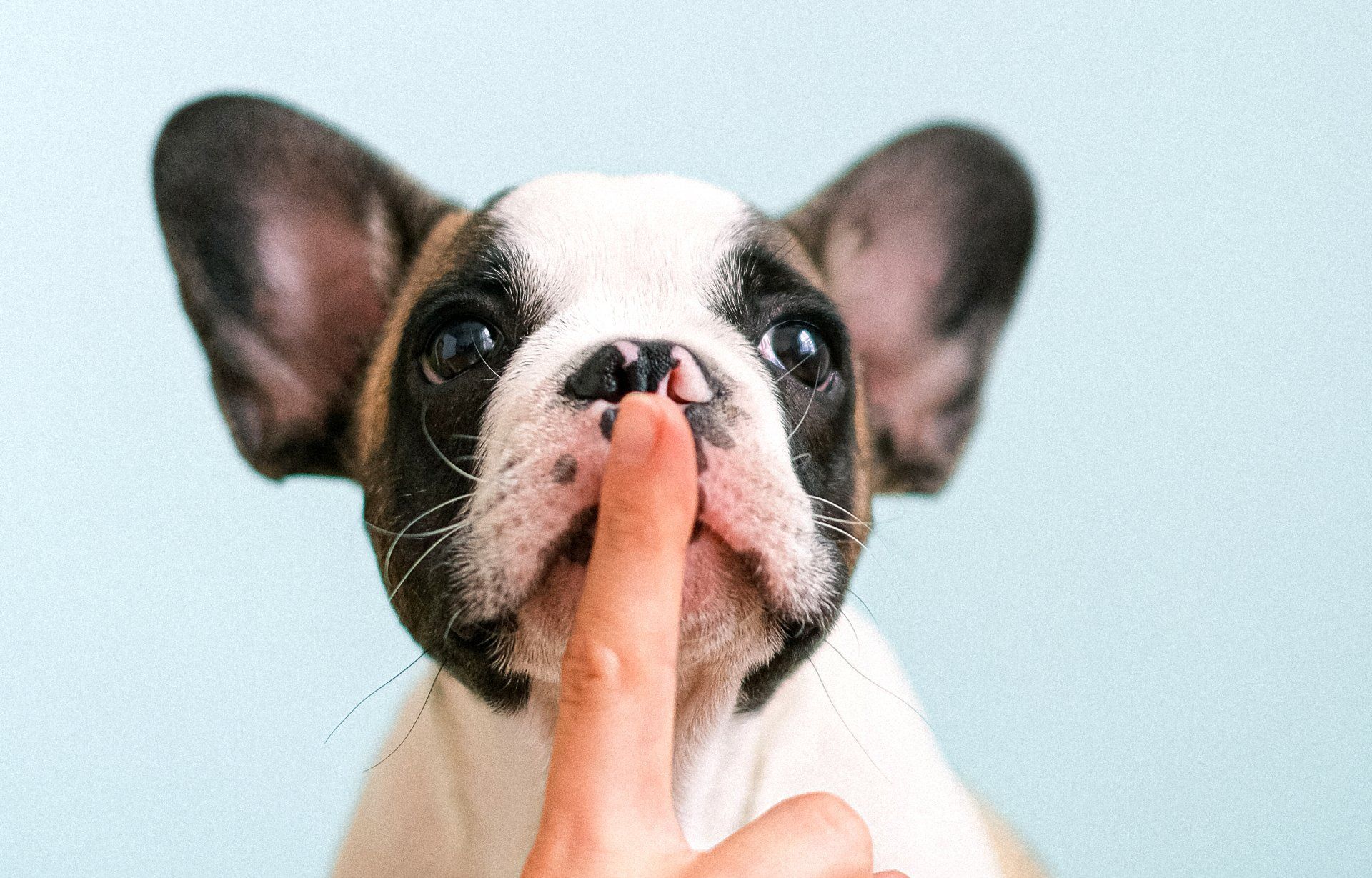 A finger gently touches the nose of a French bulldog puppy, who looks directly at the camera.