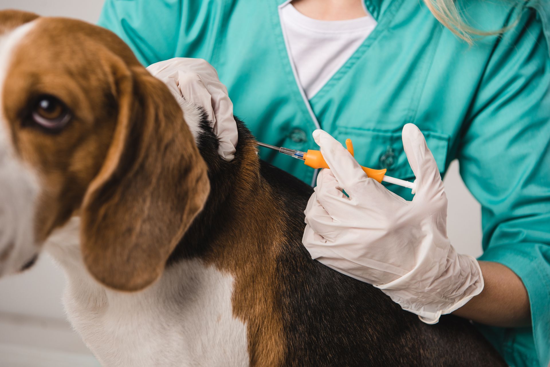 A veterinarian is giving a beagle an injection.