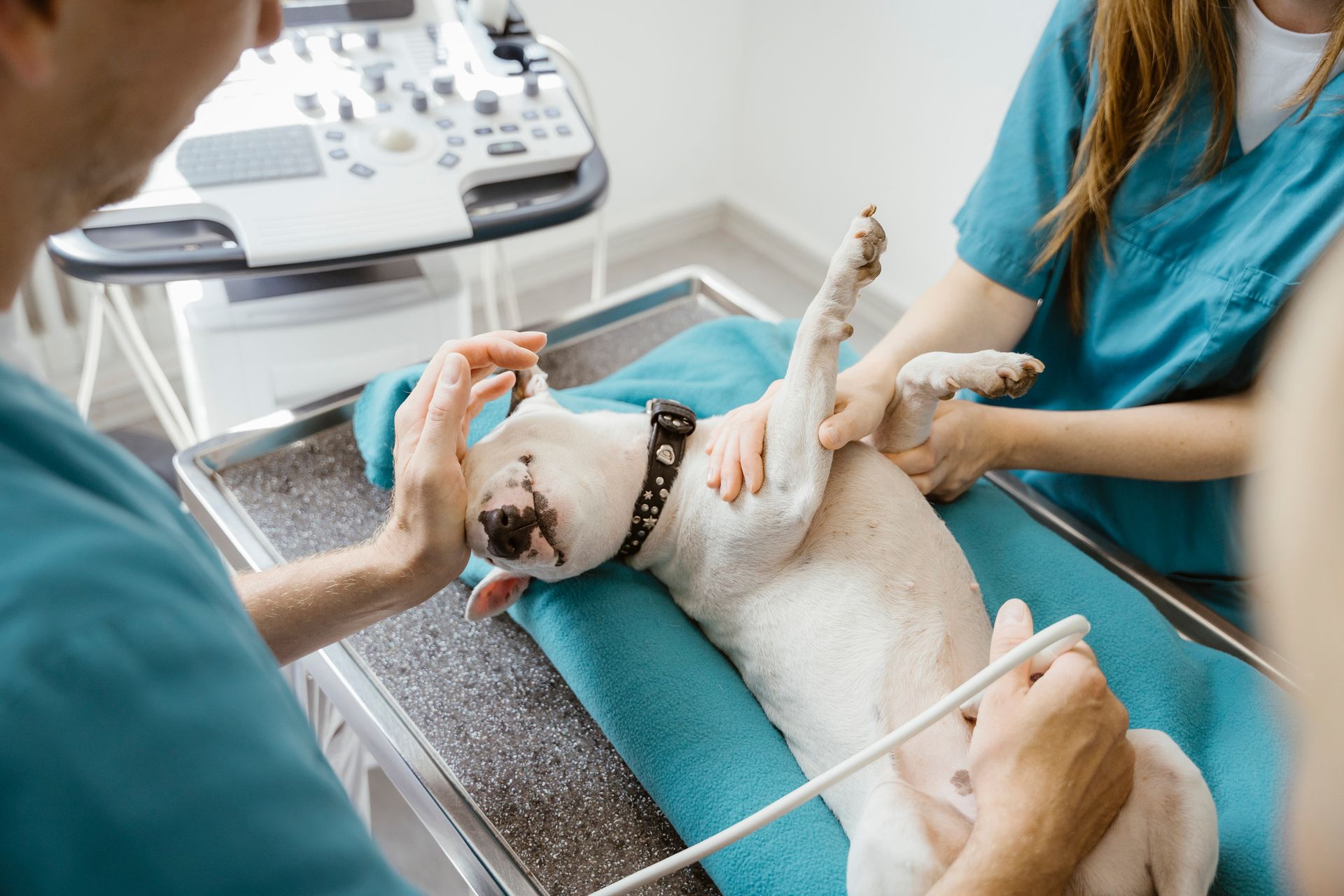 A dog is laying on a table getting an ultrasound from a veterinarian.