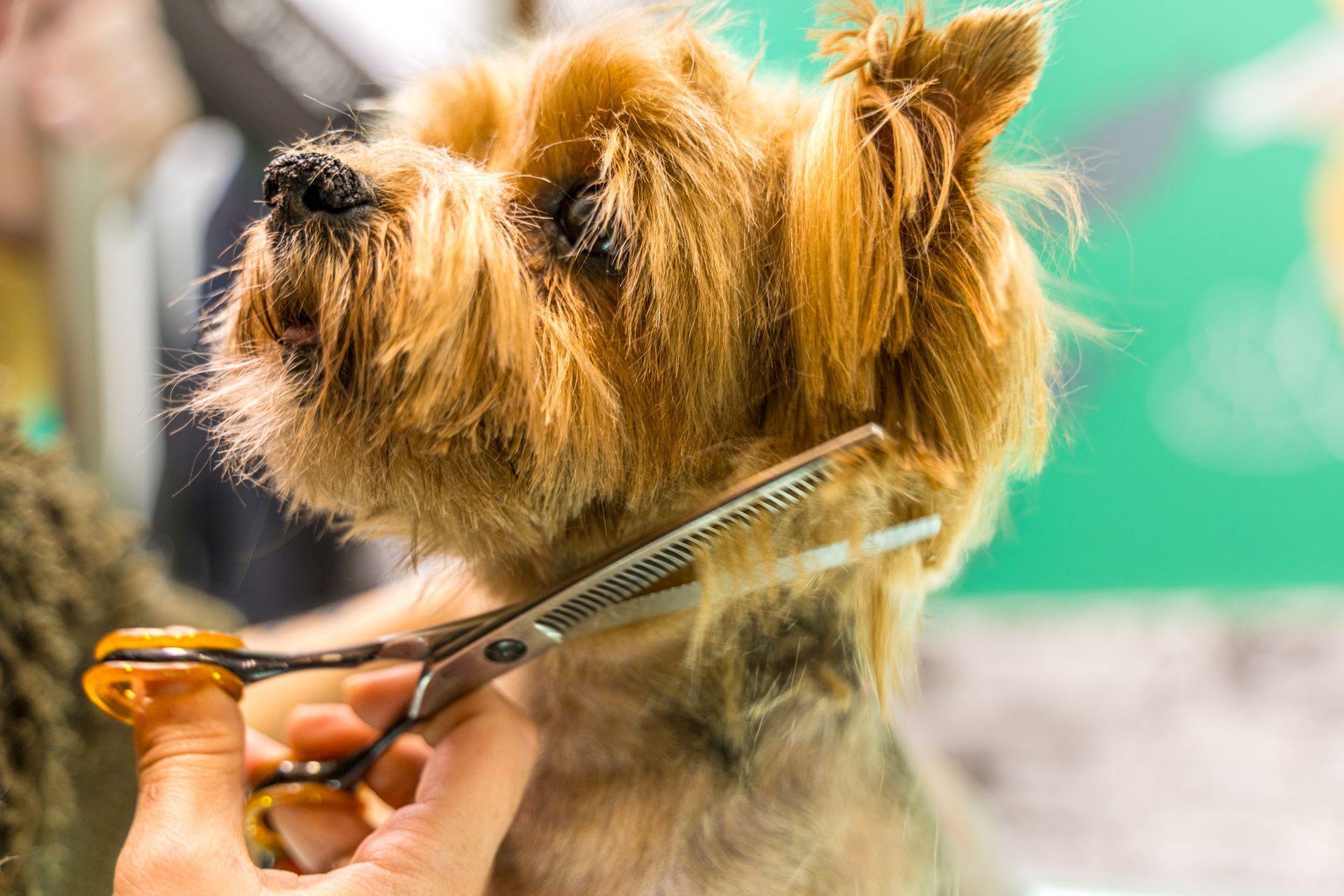 A person is cutting a small dog 's hair with scissors.