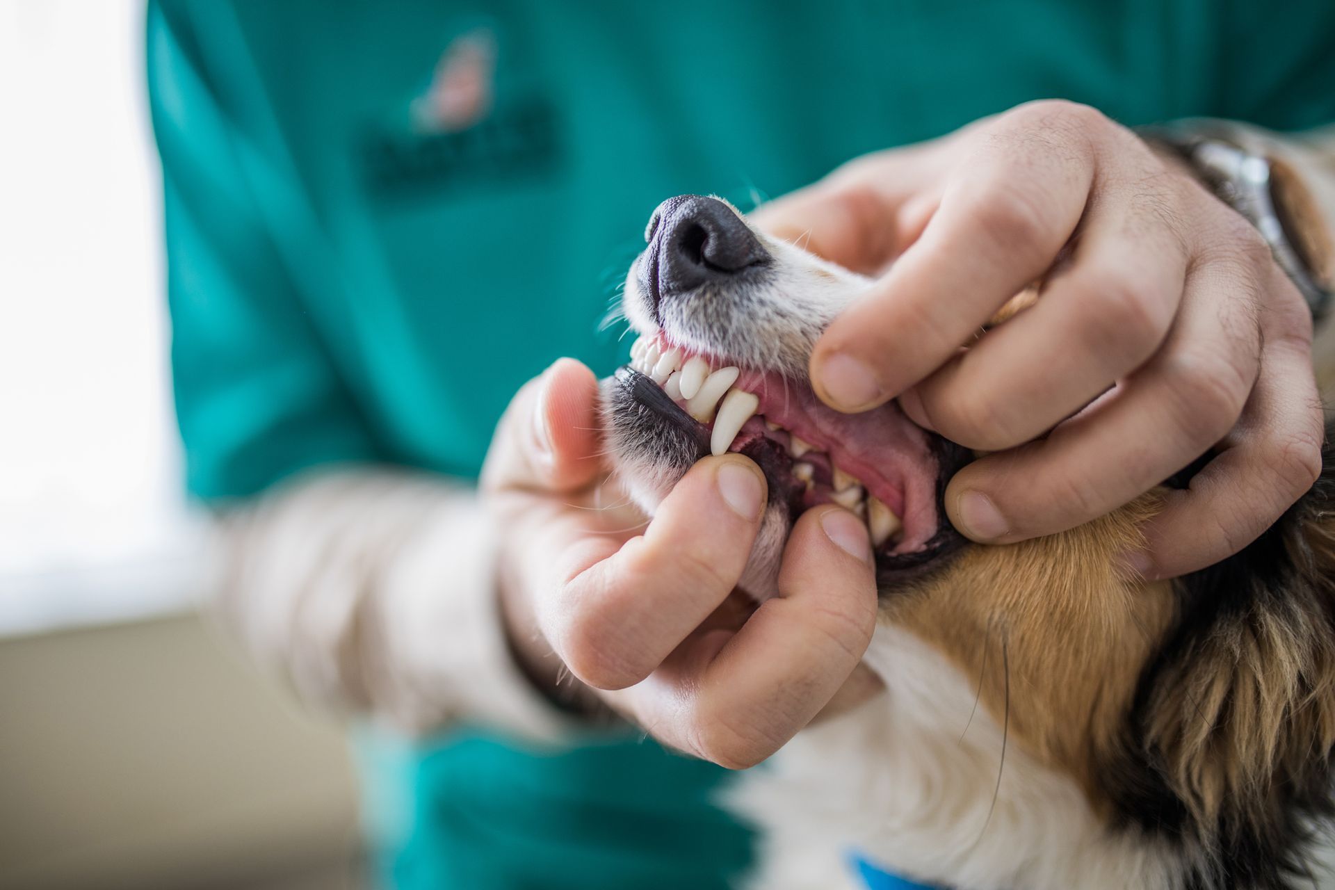 A veterinarian is examining the teeth of a dog.