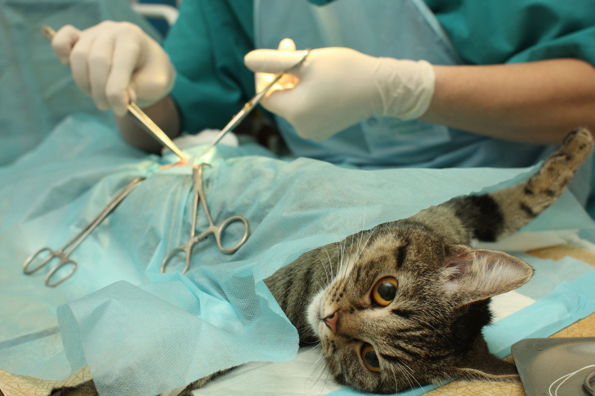 A cat is being operated on by a surgeon