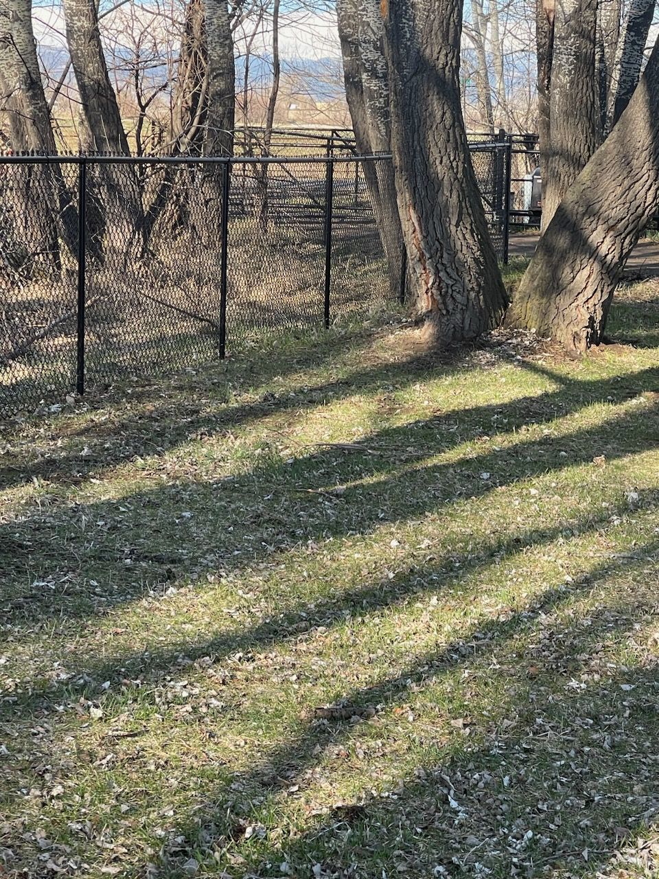 A chain link fence surrounds a grassy area with trees in the background.