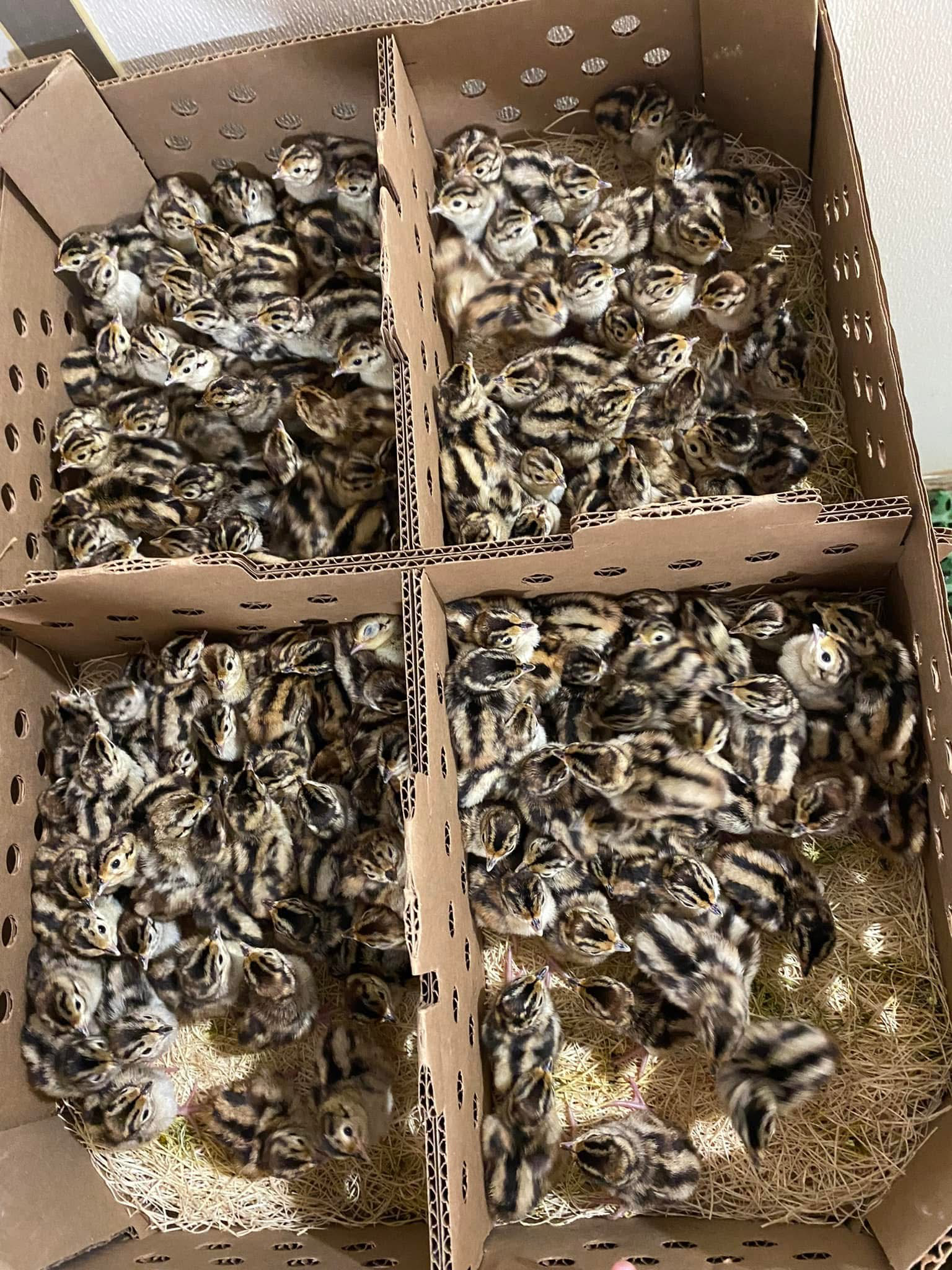 Four boxes filled with lots of quail eggs are sitting on a table.