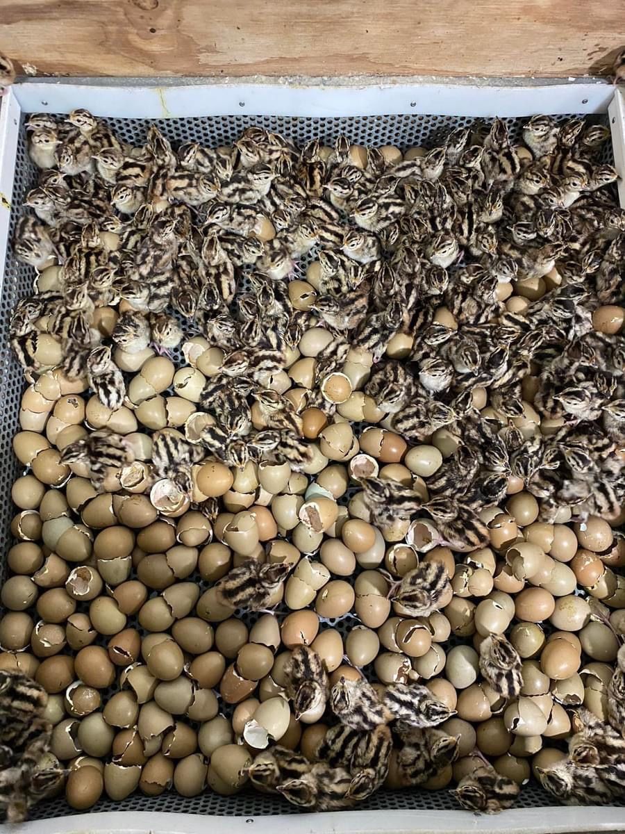 pheasant eggs and chicks