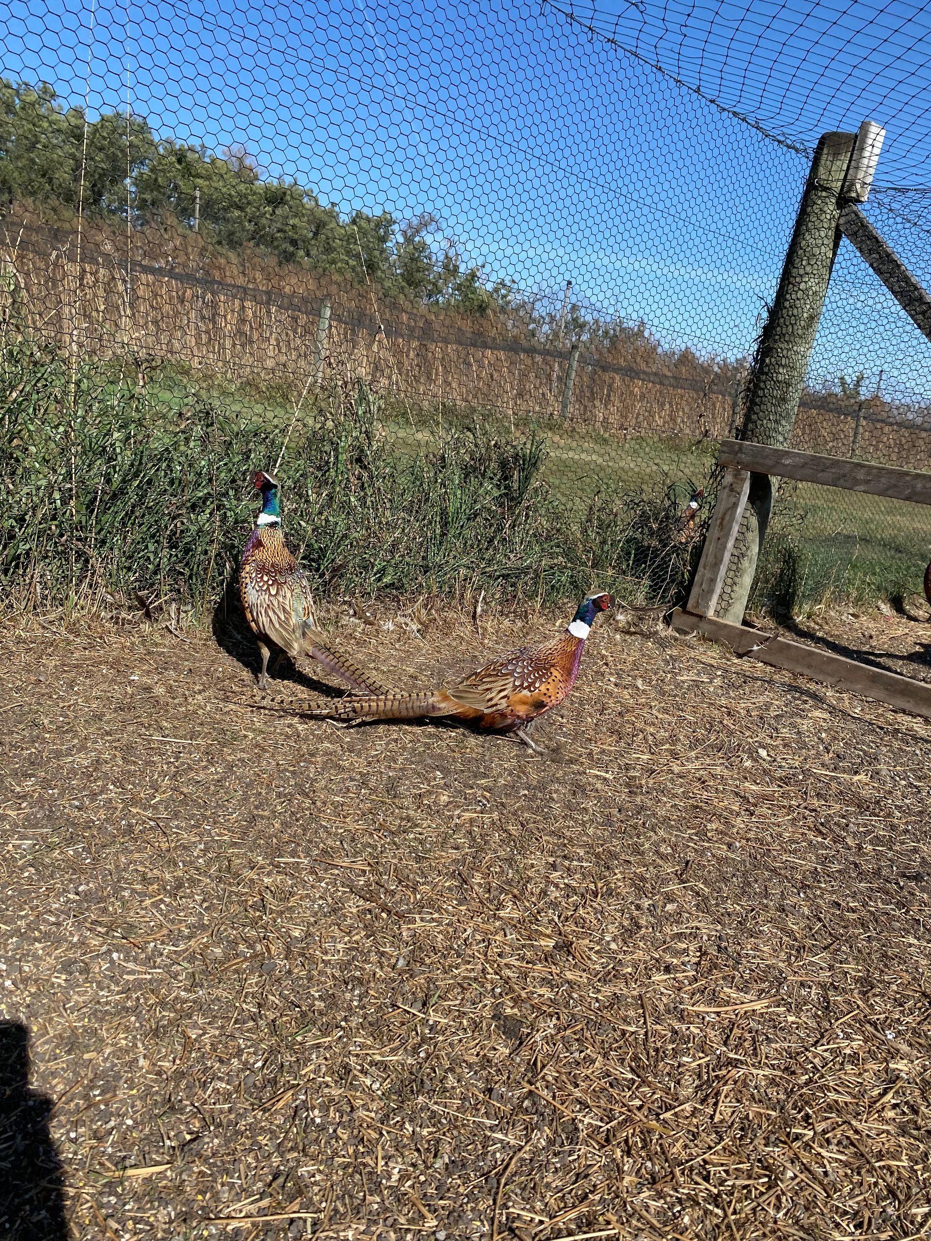 Two pheasants are standing in a field next to a fence.