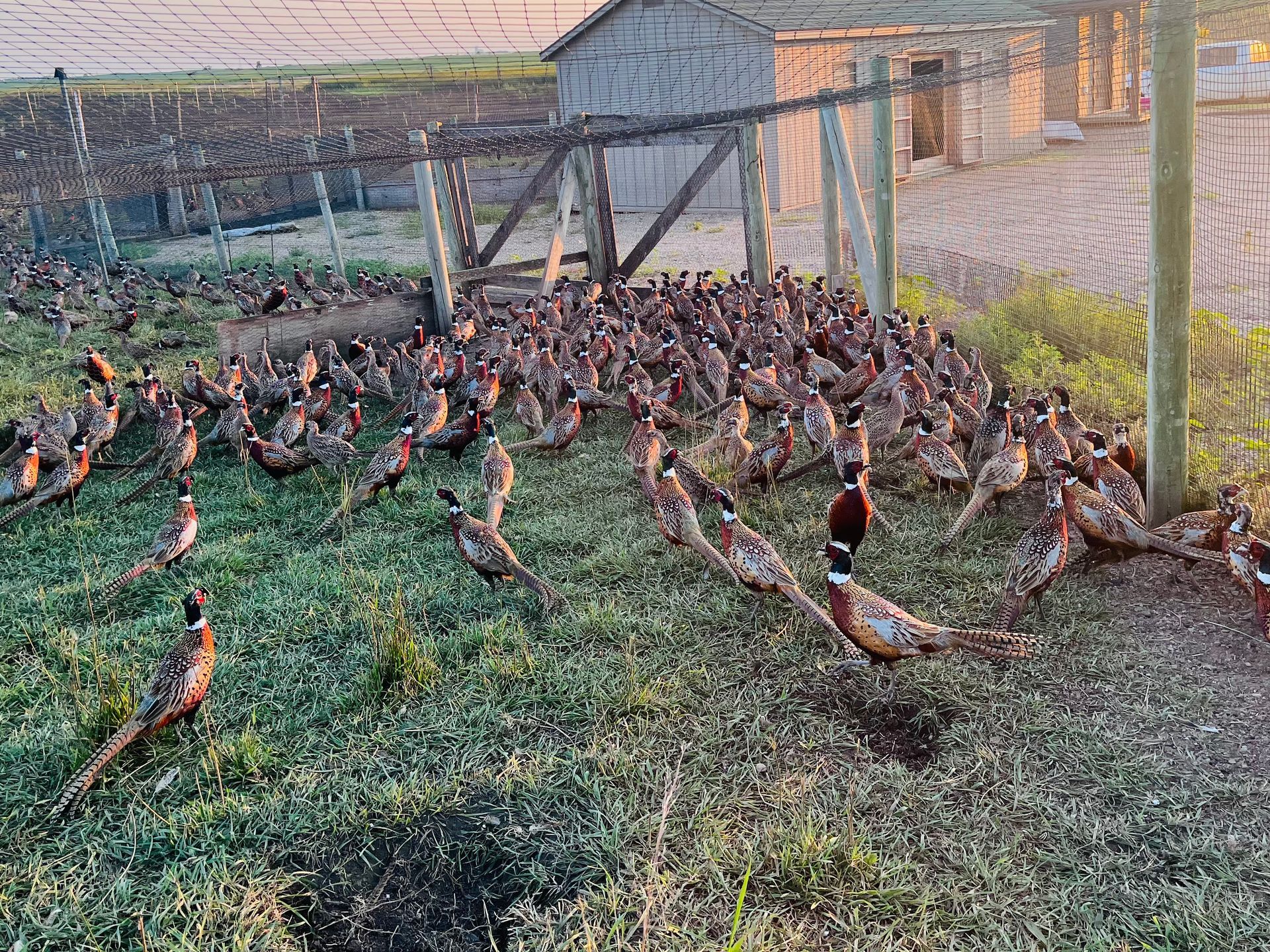 ringneck rooster pheasants for sale
