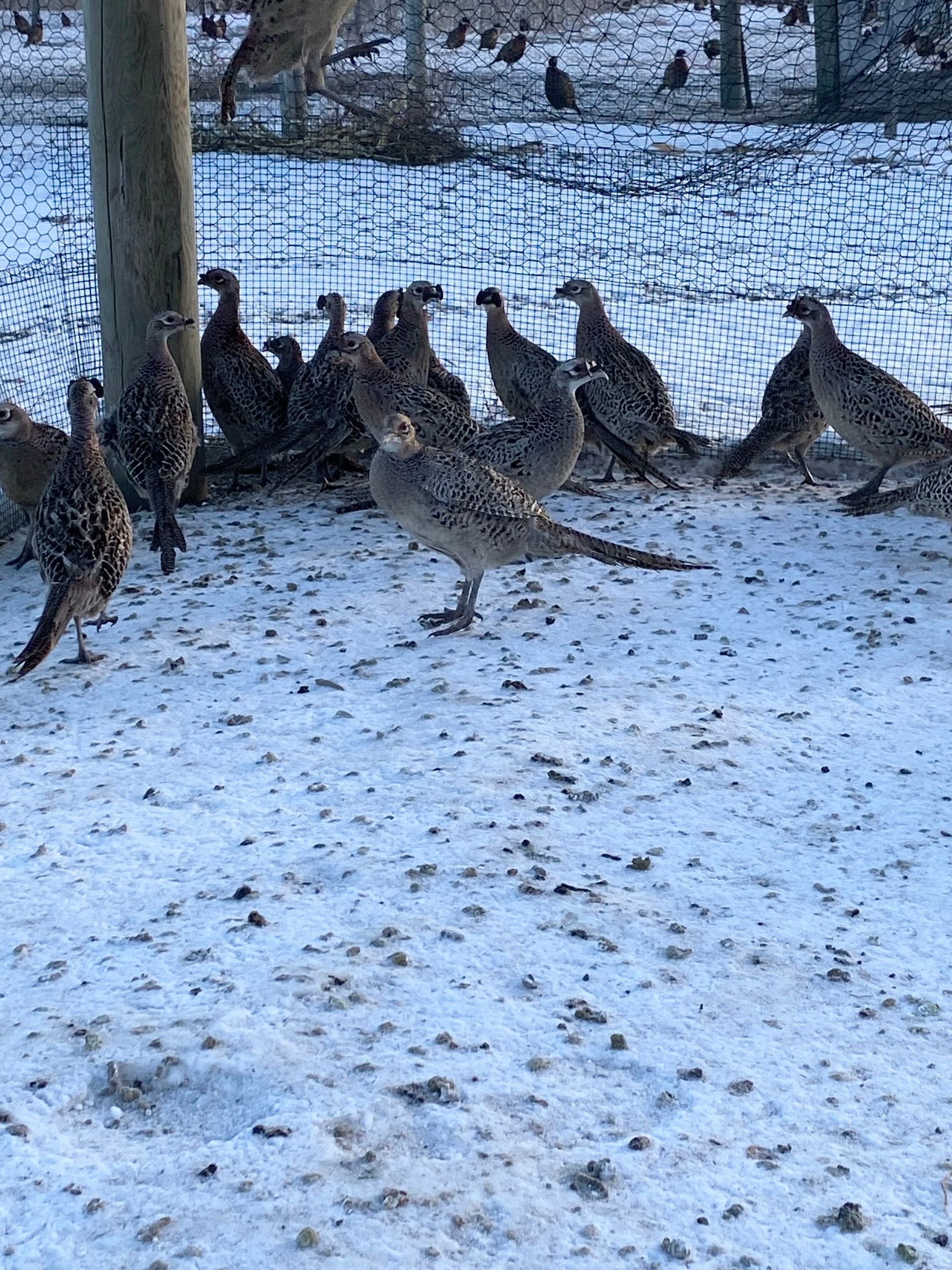 A flock of pheasants are standing in the snow.