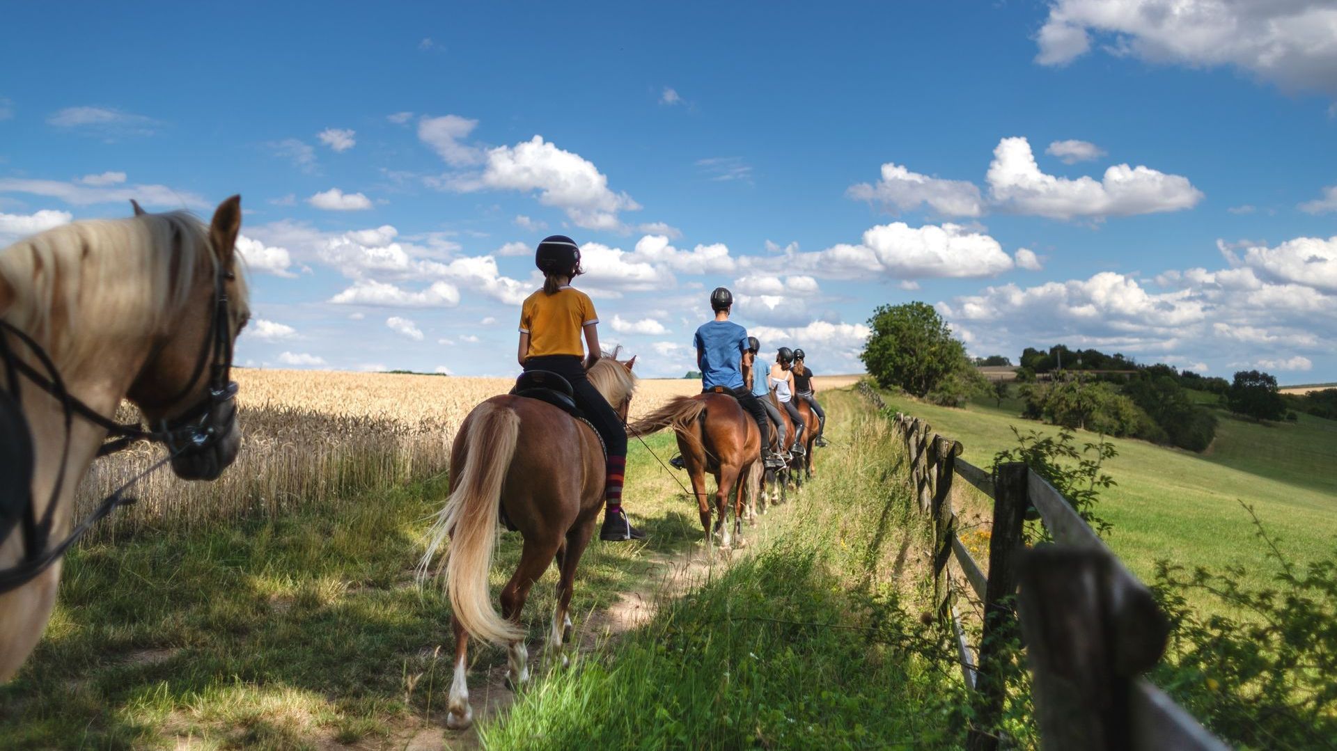 A group of people are riding horses down a path in a field.