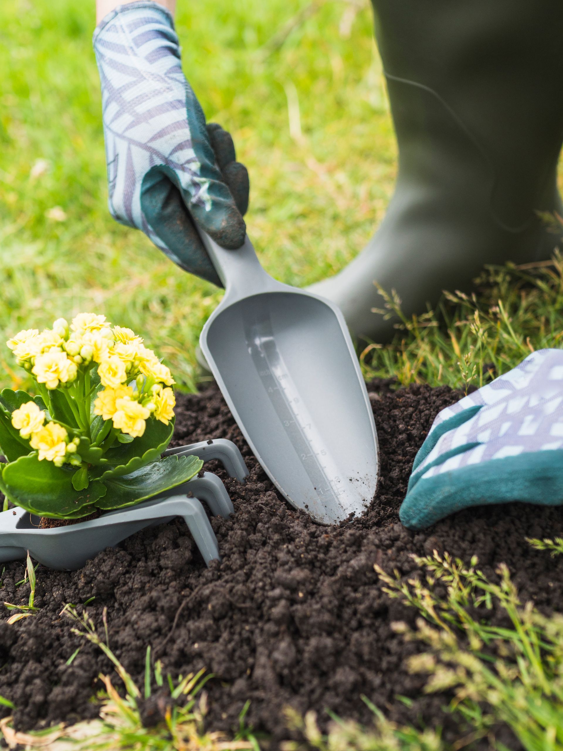 Gardener plants yellow flowers in dark soil with a trowel, rake, and gloves outdoors.