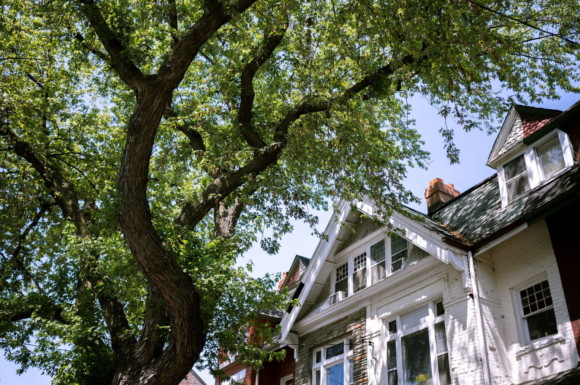 Large mature tree with branches extending over the roof of a multi-story home.