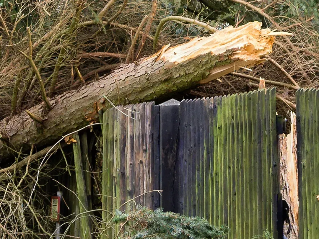 Fallen tree crushes a weathered corrugated shed in a wooded area