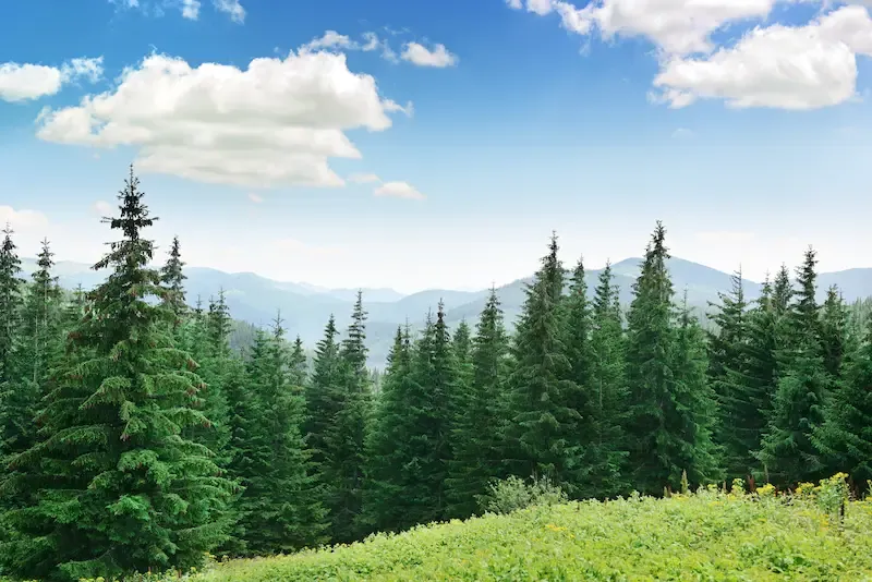 Sunlit evergreen forest with green meadow and blue sky with clouds