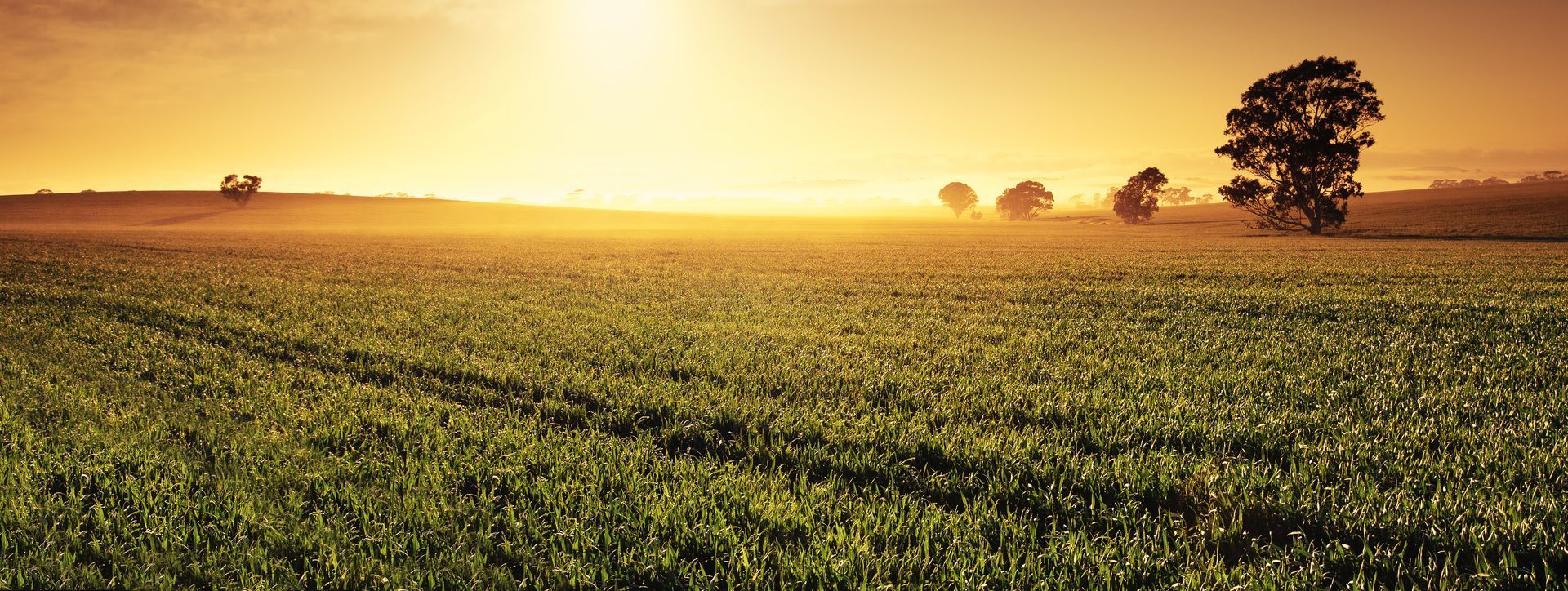 Sunset on a Farmers Field