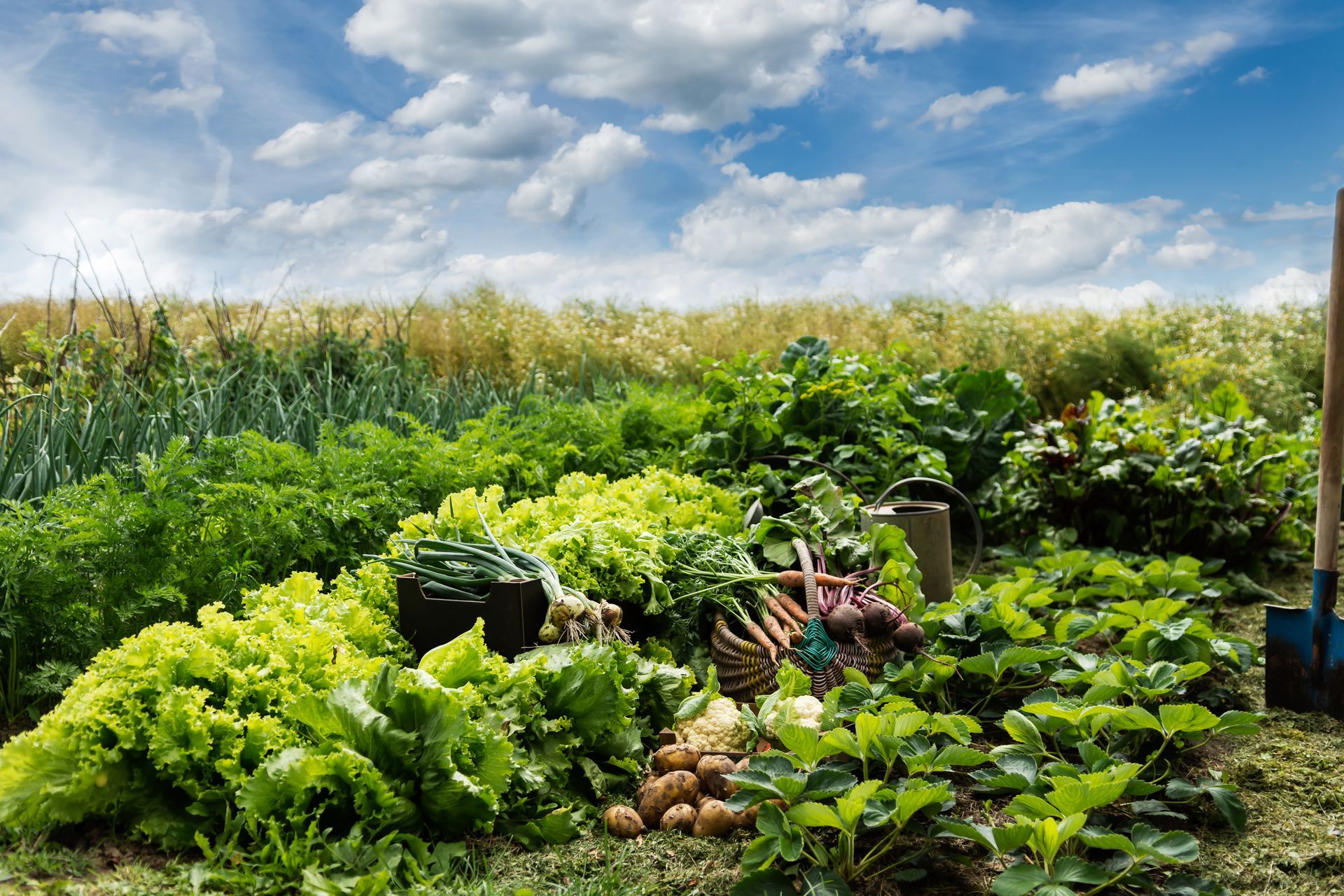 Farm-to-table Fresh Ingredients