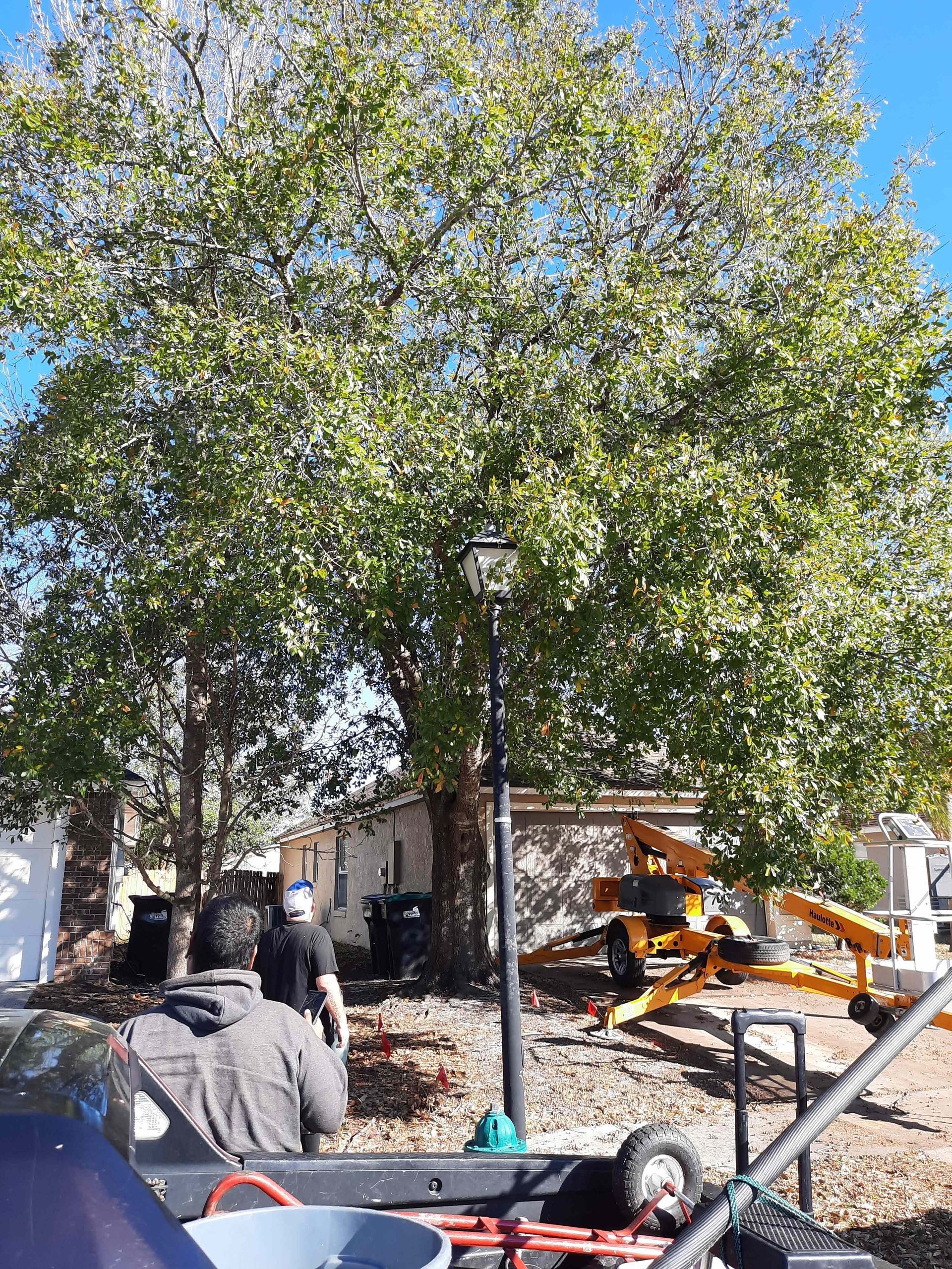 People near large tree, with a street lamp. Construction equipment visible. Bright sunlight.