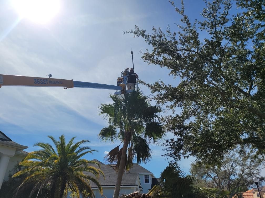 Two people in a lift trimming branches of a tree on a sunny day.