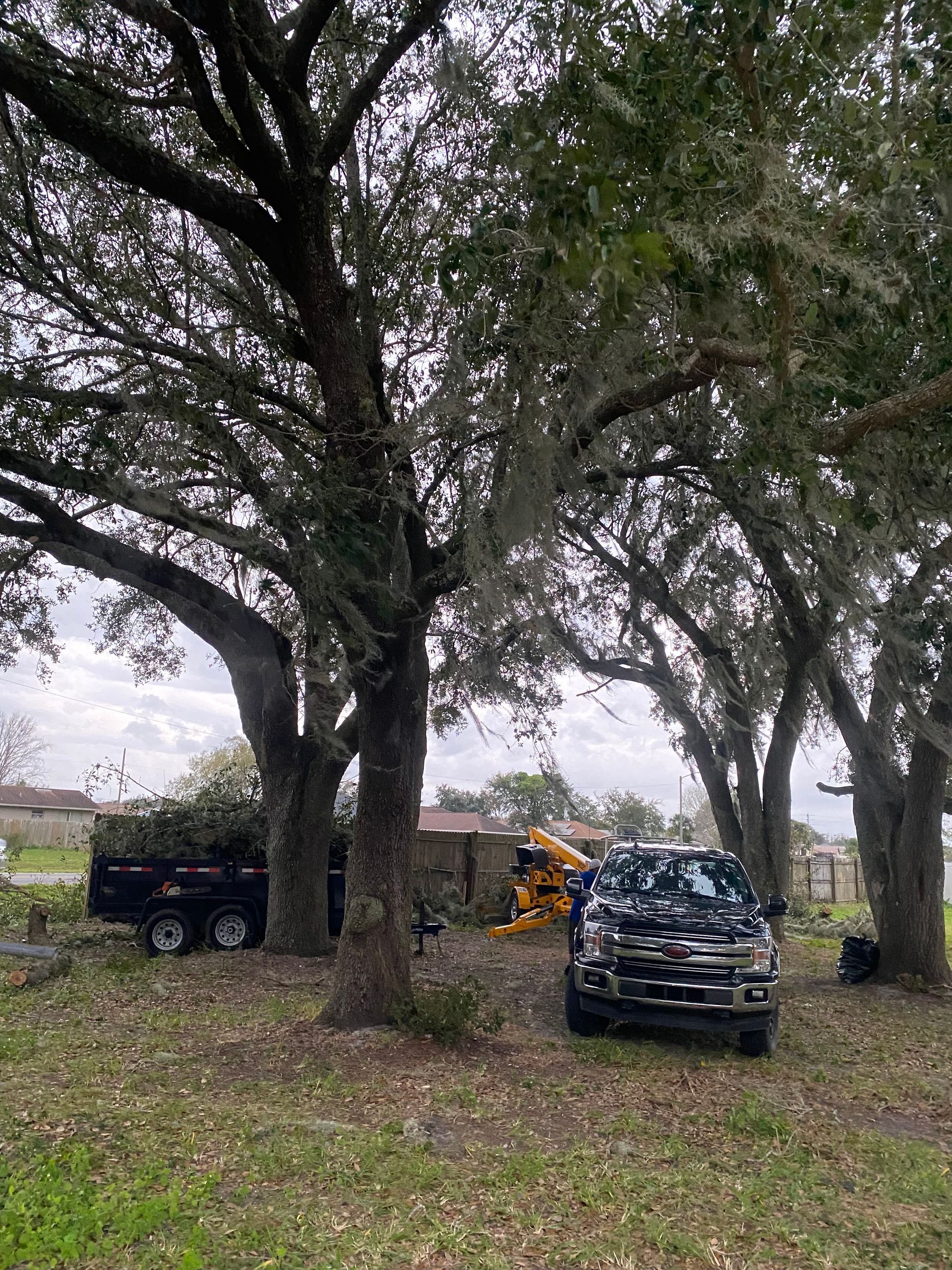 Truck and trailer under large trees, filled with cut branches.