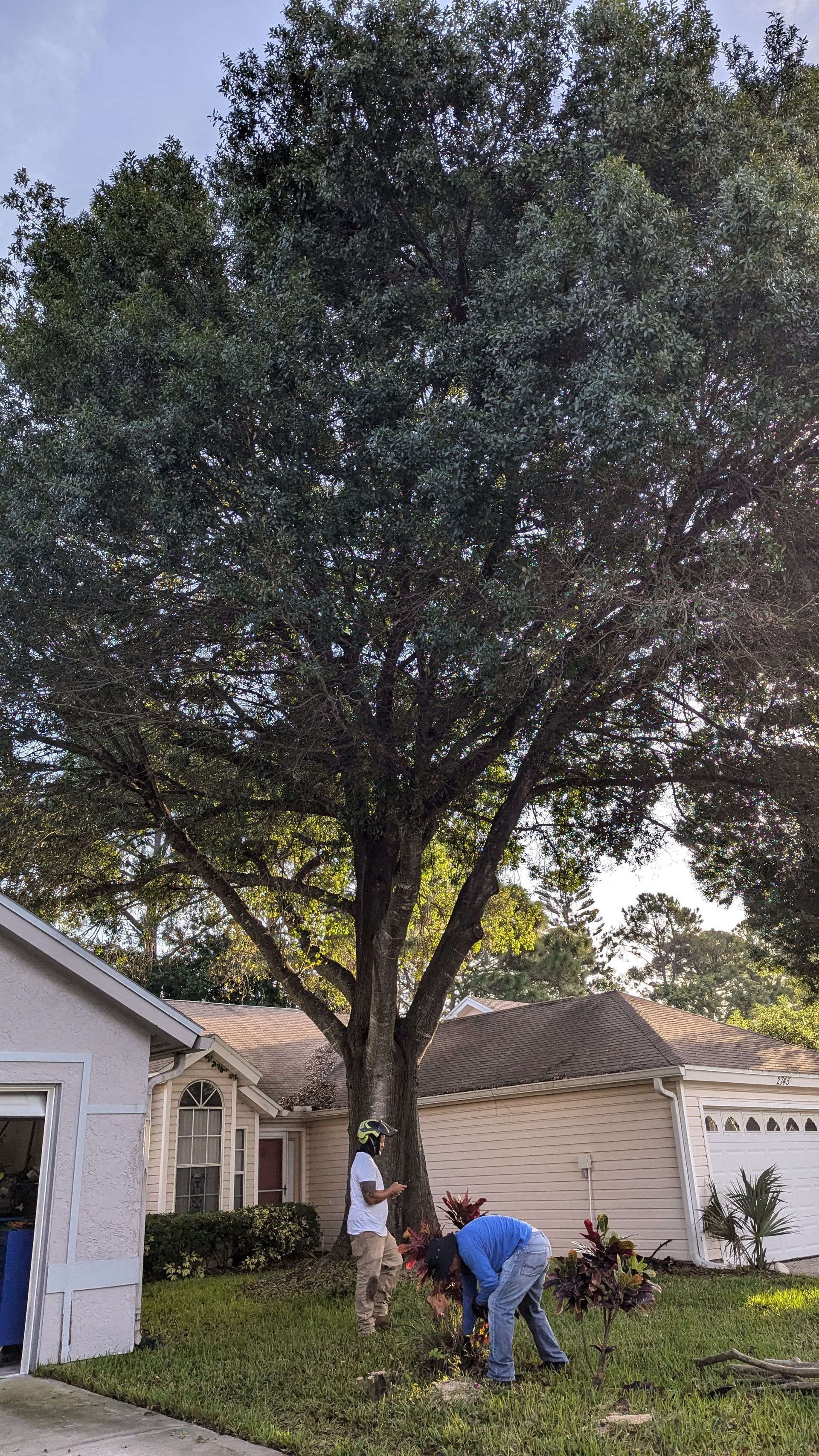 Two people pruning a large tree in front of a house, sunny day.