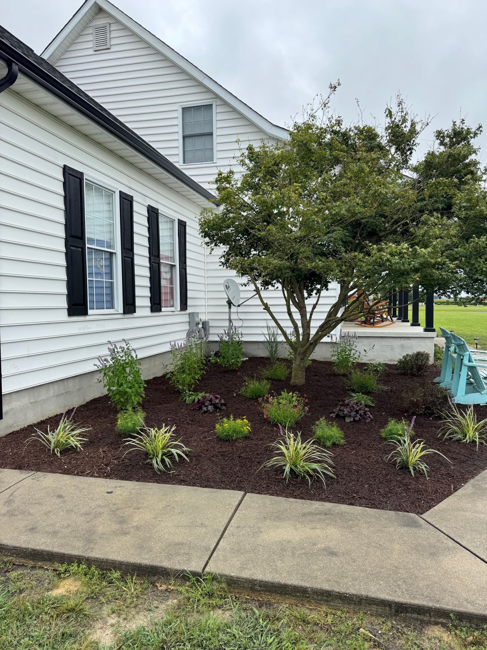 White house exterior with black shutters, newly planted landscaping, and a small tree beside a concrete walkway