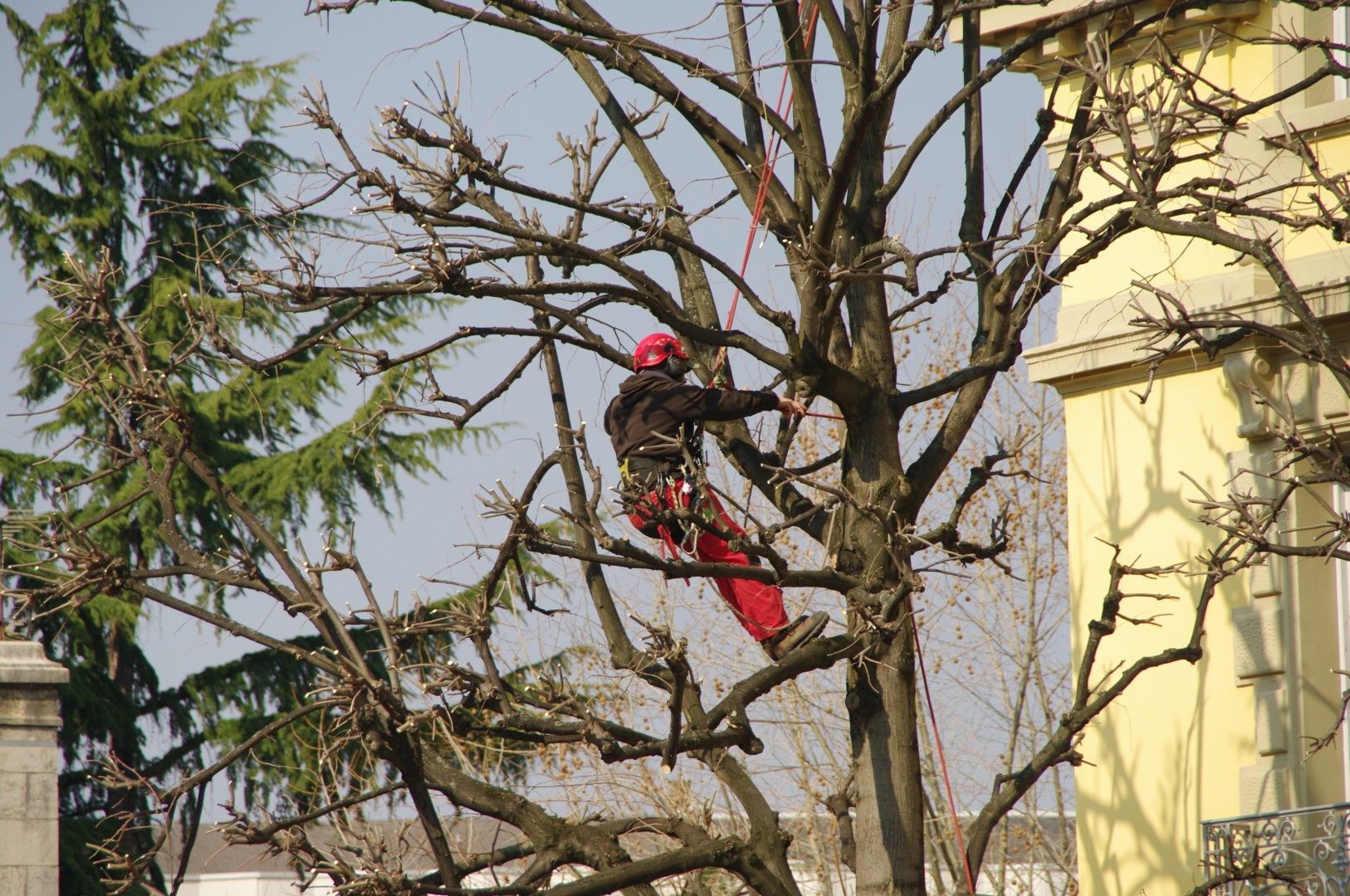 A man is climbing a tree in front of a building.