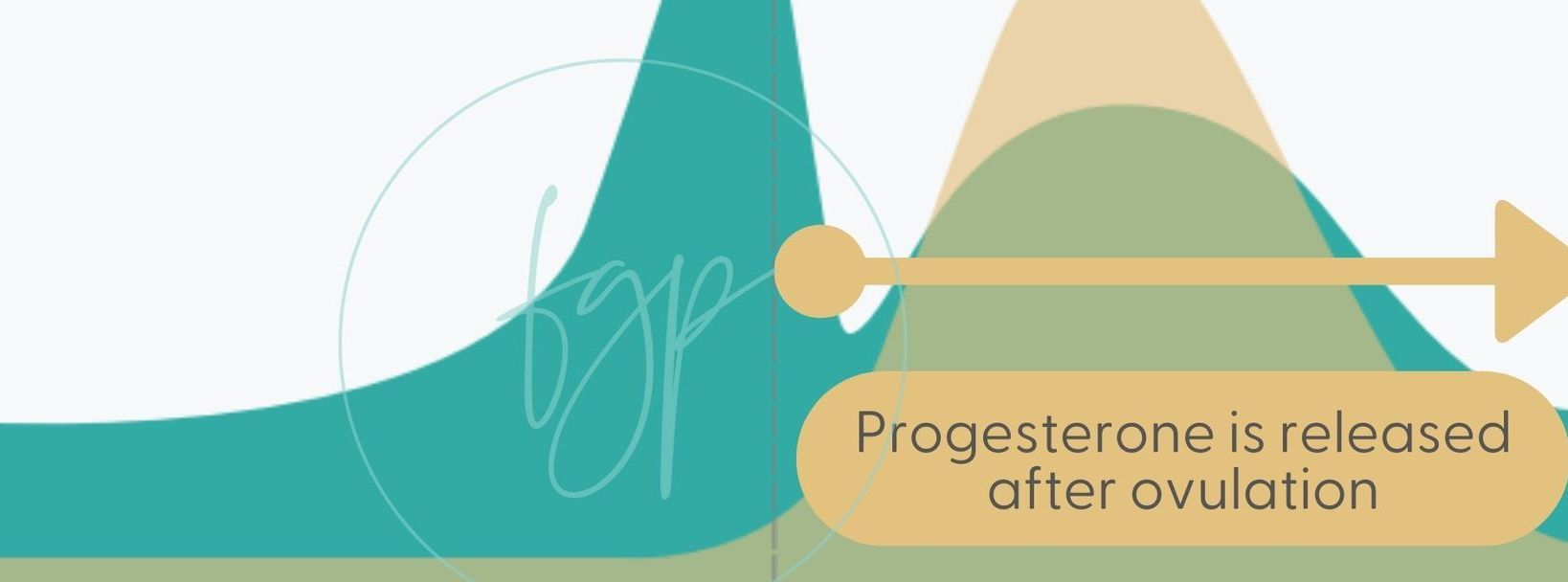Diagram shows progesterone release after ovulation. Green and yellow shapes with text.