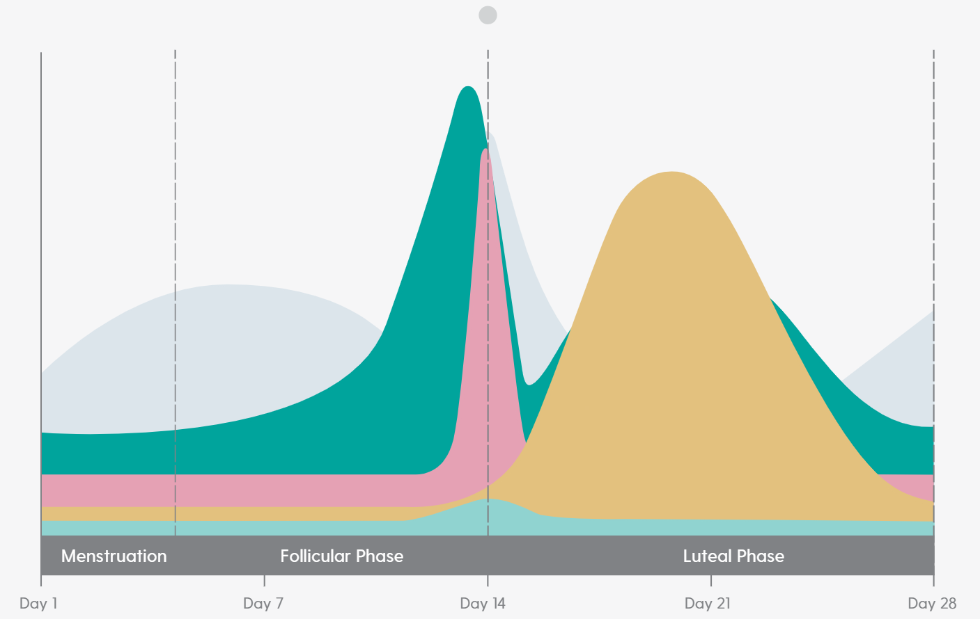 Menstrual cycle hormone level chart, with phases labeled and color-coded hormone fluctuations.