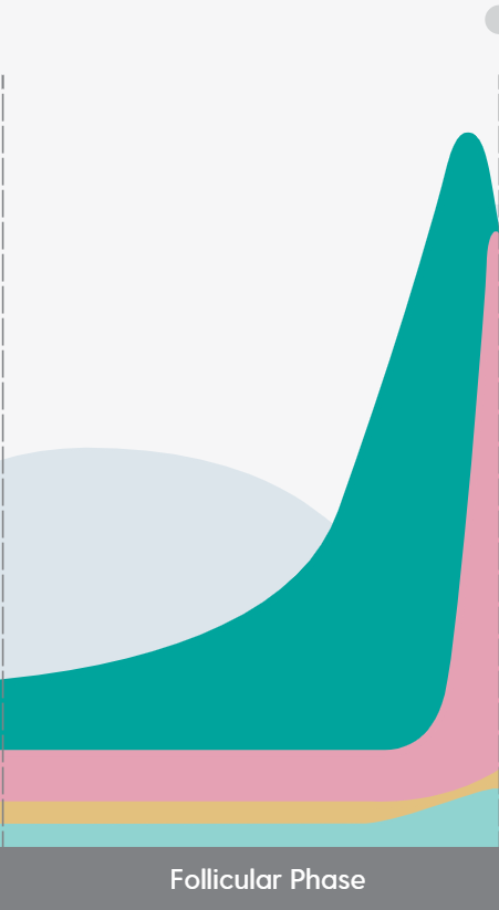 Diagram of the menstrual cycle, showing rising hormone levels during the follicular phase, with a peak.