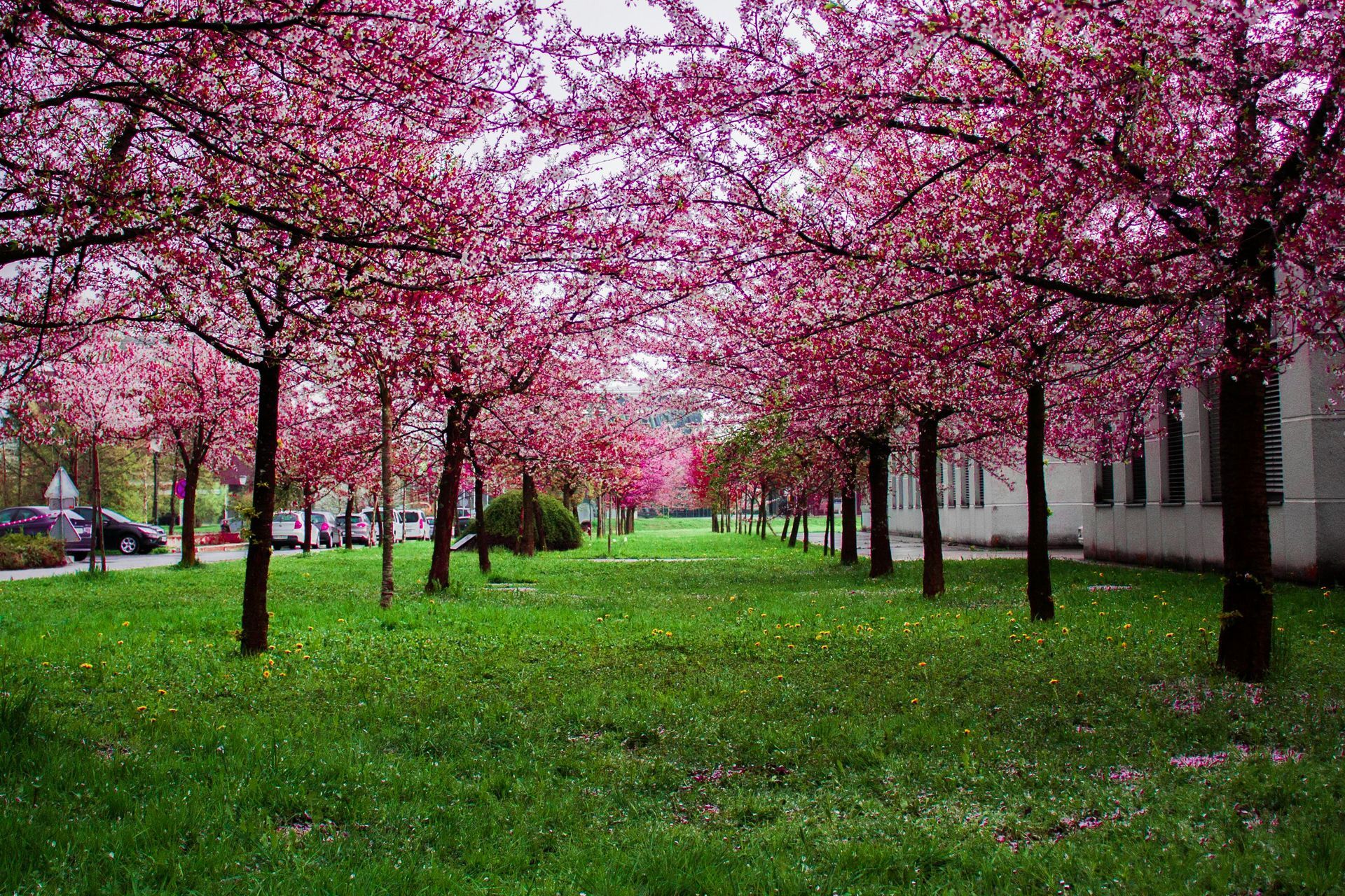 Row of cherry blossom trees with pink blooms over a green lawn.