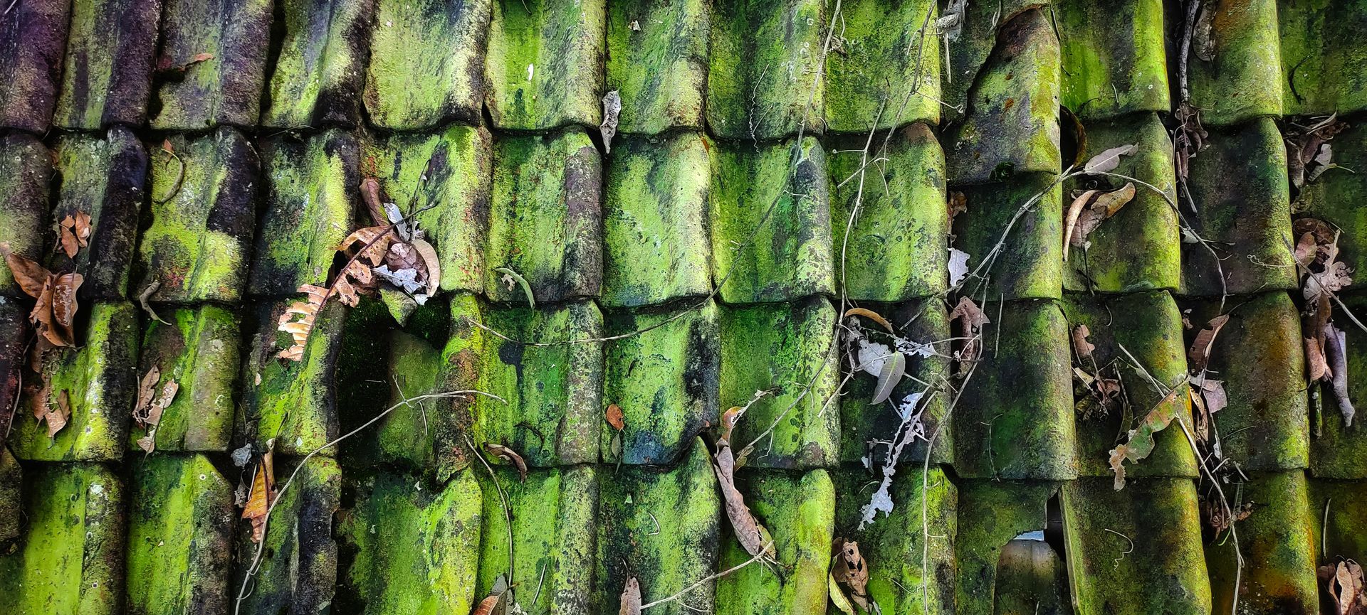 Een close-up van een dak waarop mos groeit.