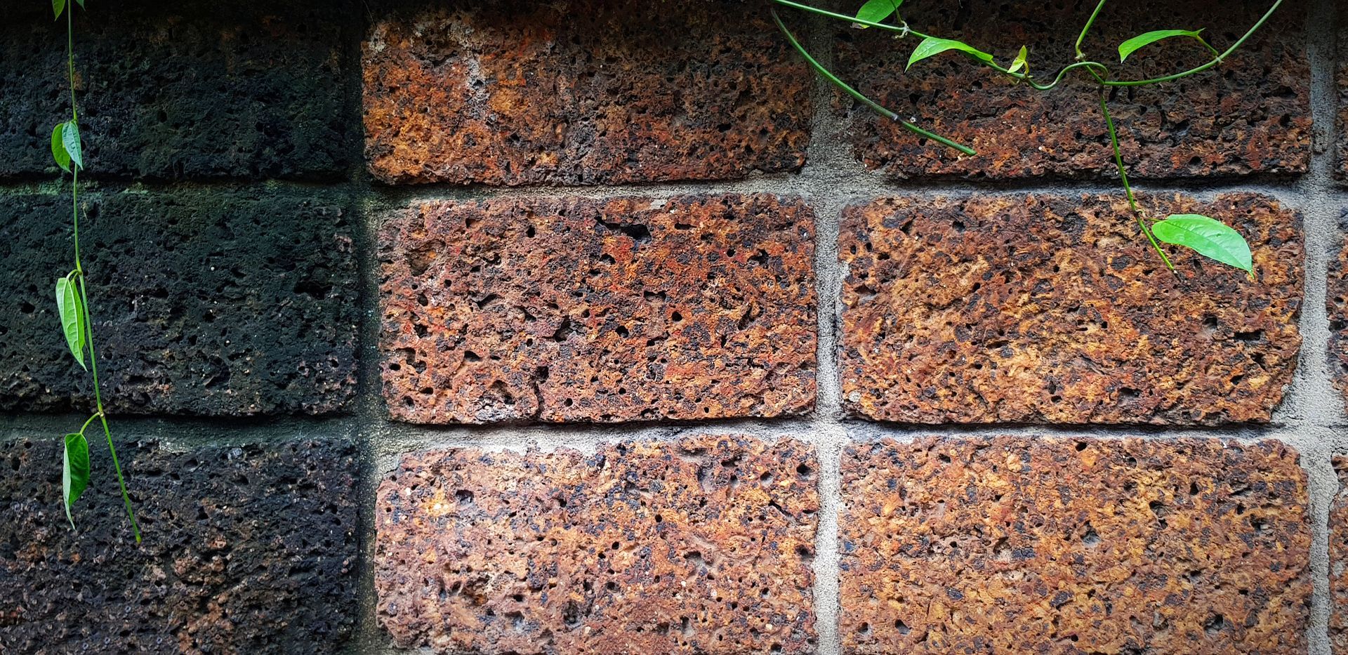 Een close-up van een bakstenen muur met een plant die erop groeit.