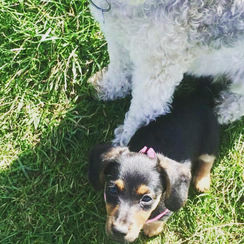 Doggy Day care image