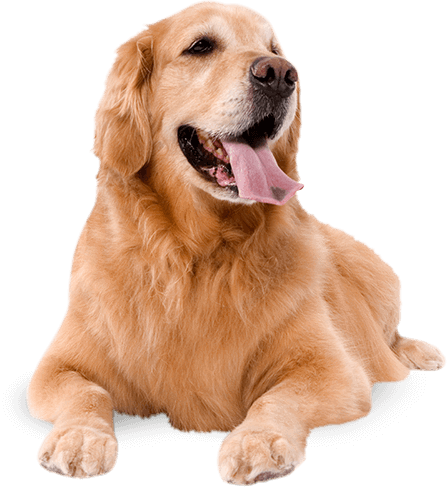 dog contact image