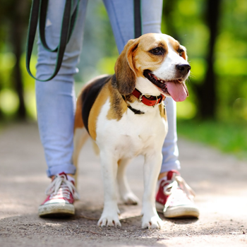 Dog Walks images